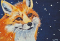 Fox in the Snow