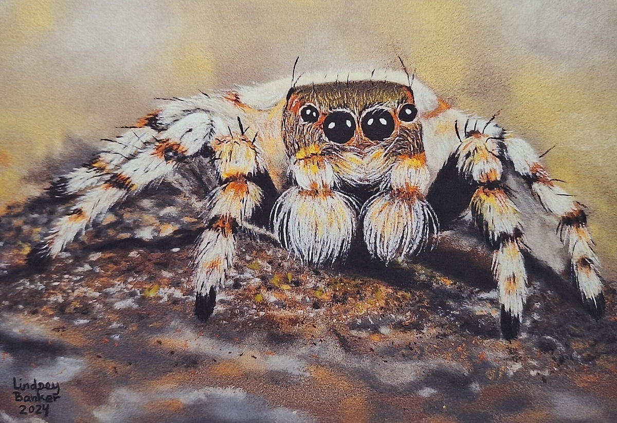 Spider Friend