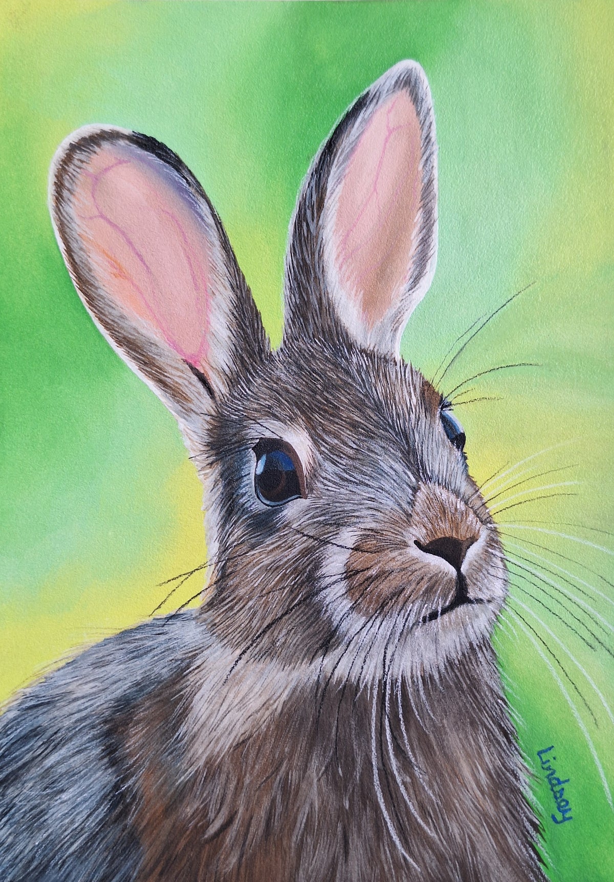 Rabbit