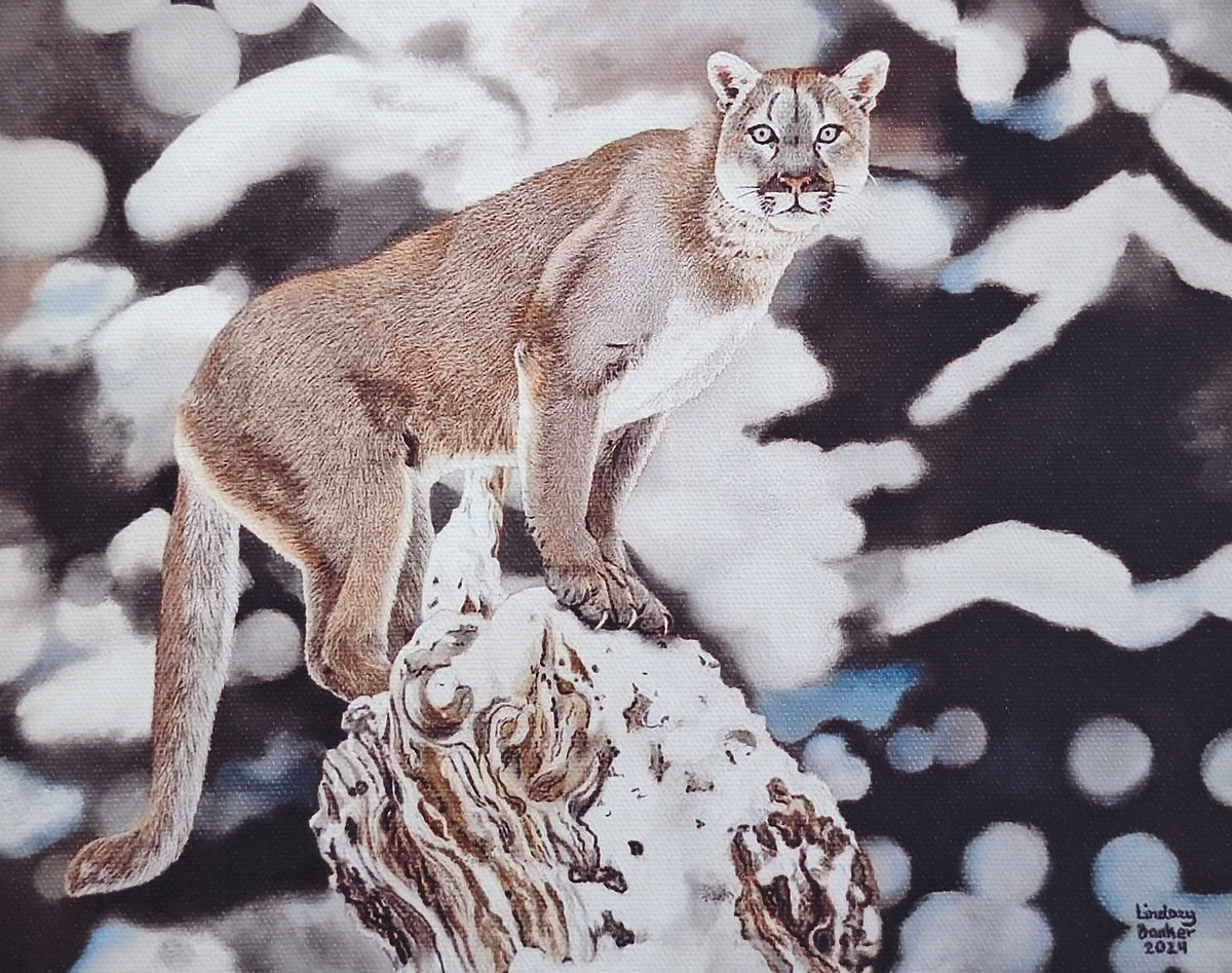 Cougar in the Snow