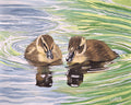 Ducks 1
