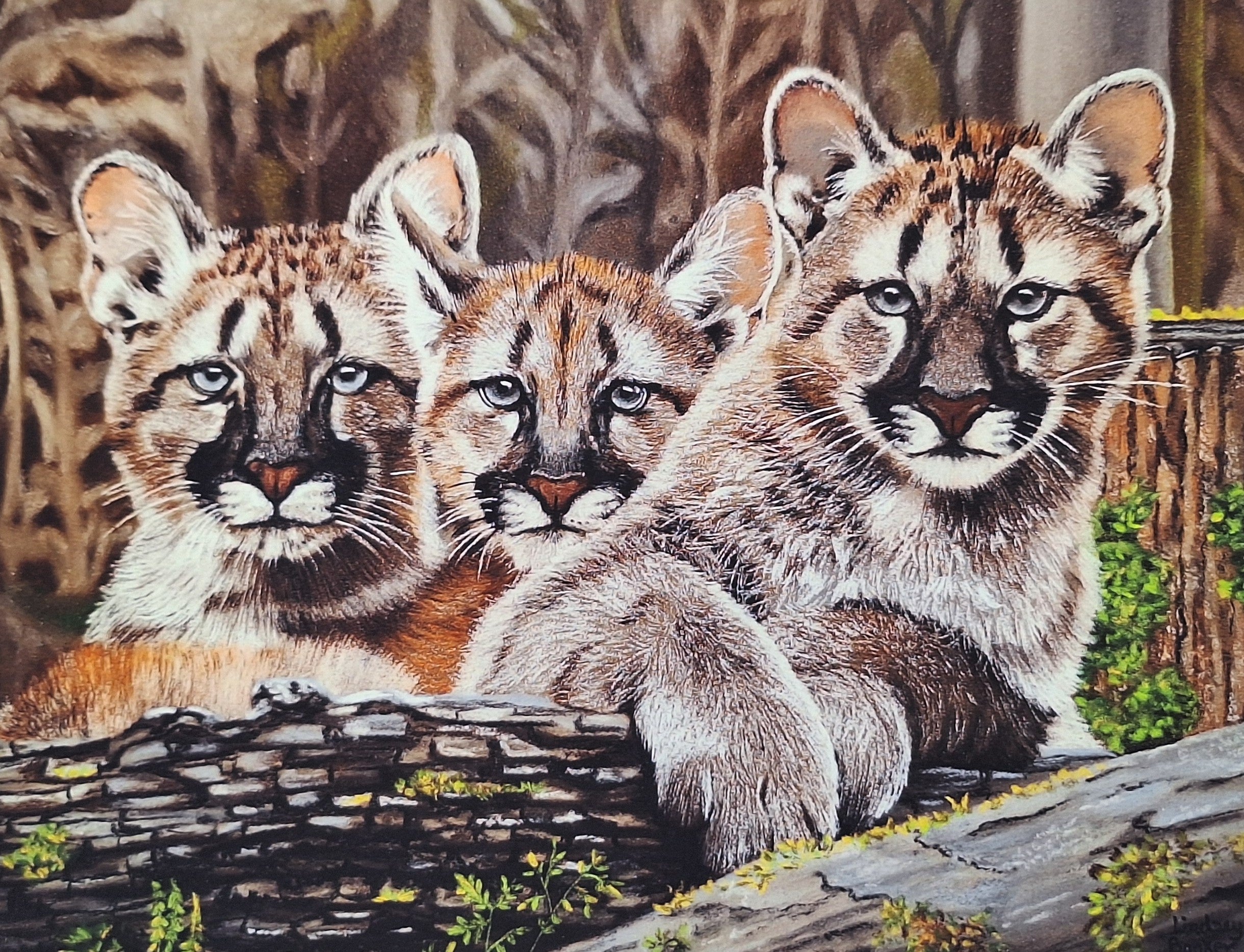 Mountain Lion