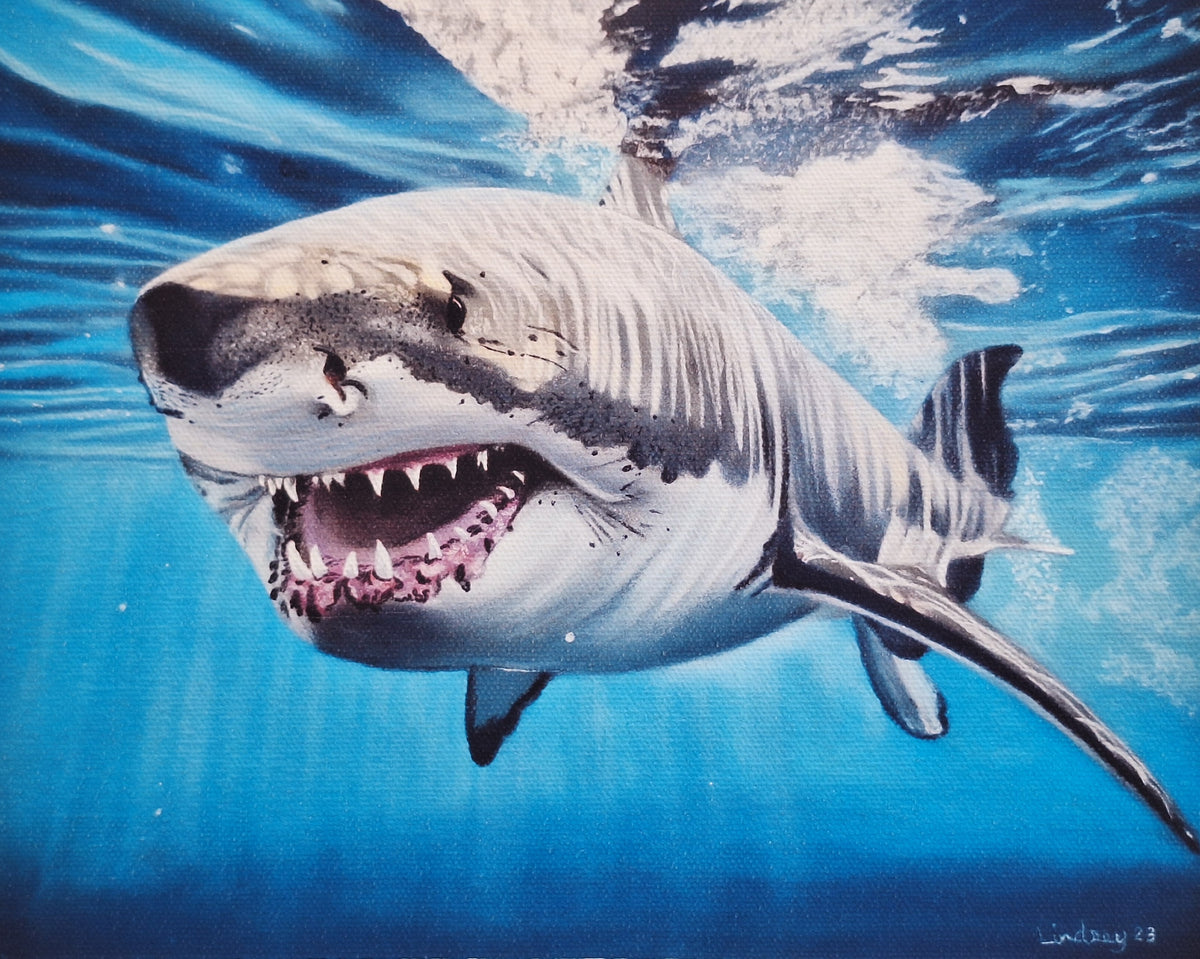 Shark