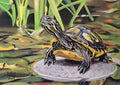Turtle on a Stone