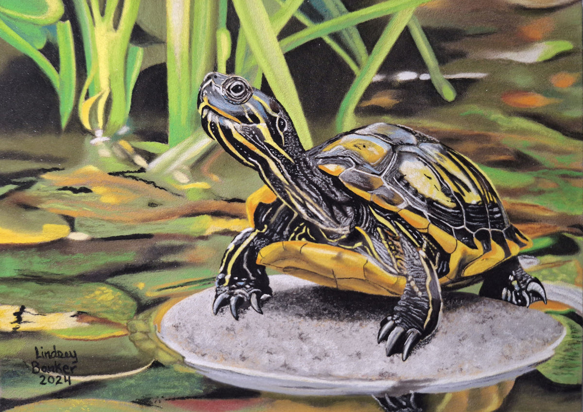 Turtle on a Stone